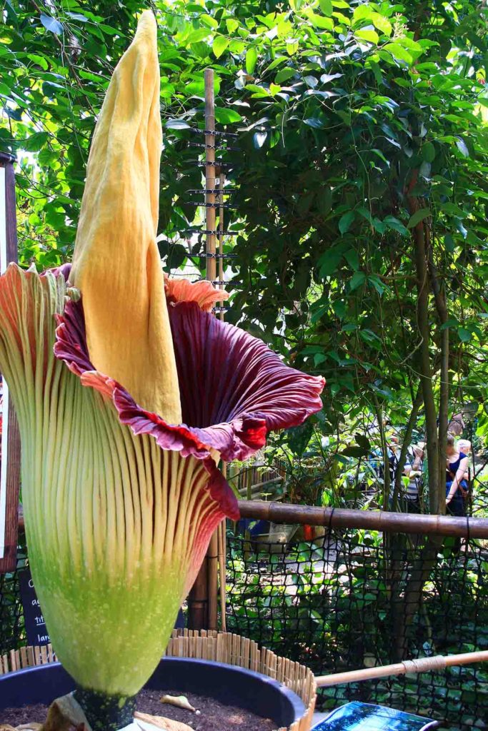 A Maior Flor Do Mundo Conhecida Como Flor Cadave Por Qu A Maior Flor Do Mundo Conhecida